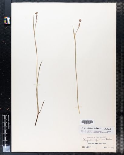 Sisyrinchium atlanticum