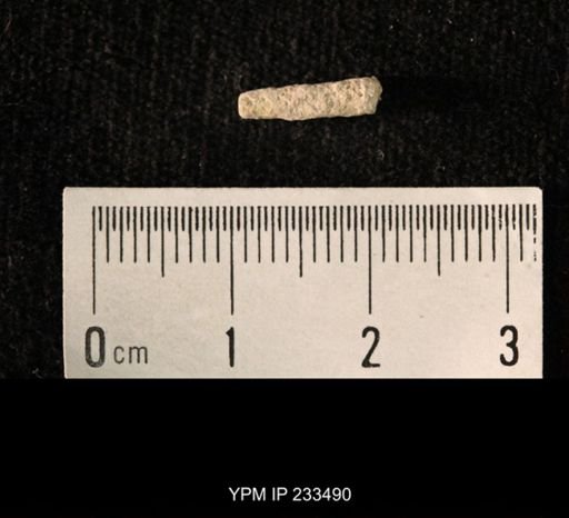 Archaeocidaris sp.