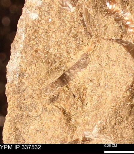 undet. Mollusca