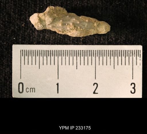 Archaeocidaris sp.