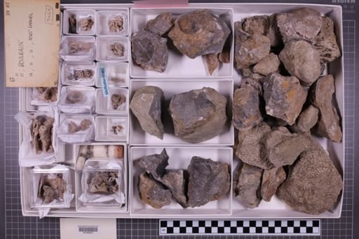 mixed taxa, stratigraphic collection