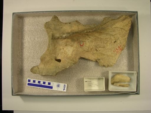 Mylodon harlani
