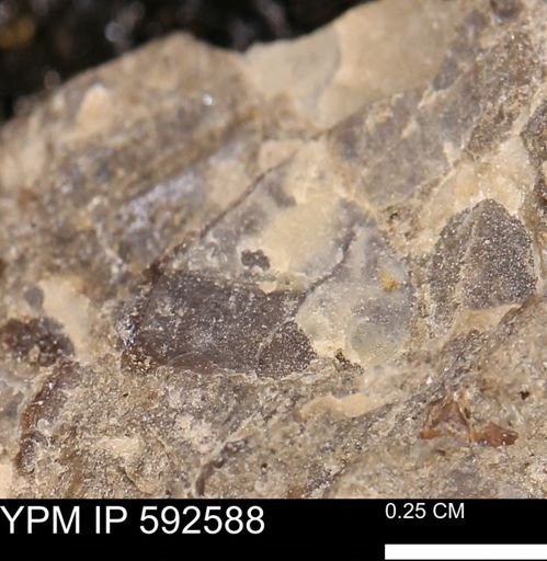 undet. Mollusca