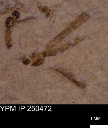 undet. Tipulidae