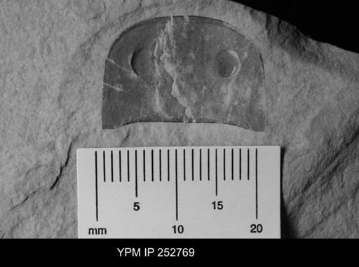 Eurypterus sp.