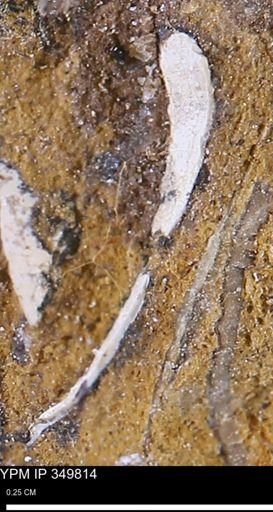 undet. Bivalvia