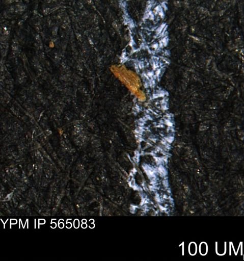 undet. Porifera