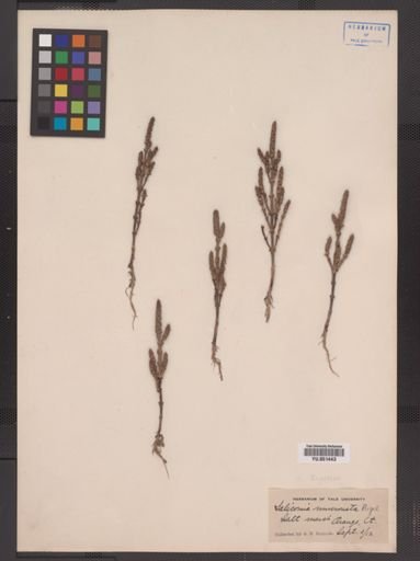 Salicornia bigelovii