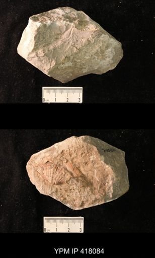 Spirifer cameratus