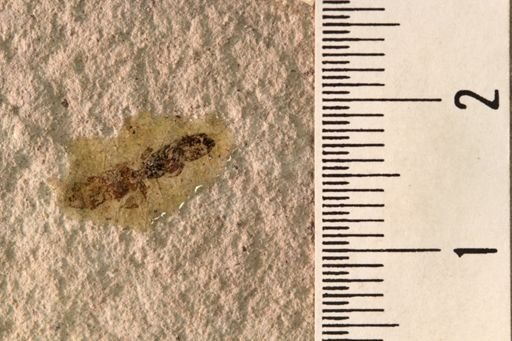 Protazteca elongata