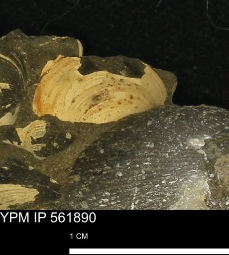 Limopsis sp.