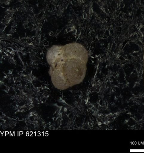 undet. Foraminiferida