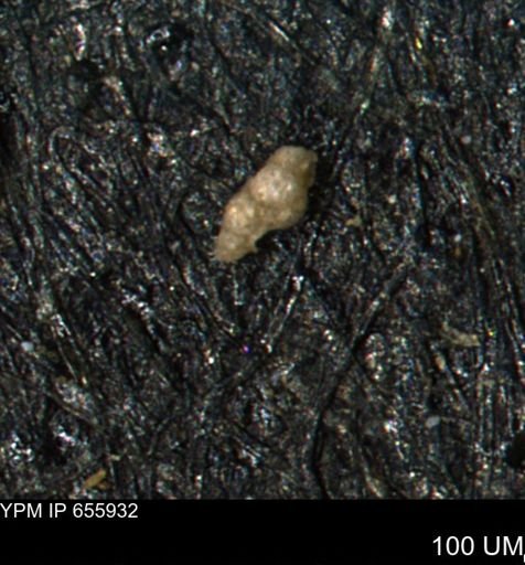 Ammobaculites euides
