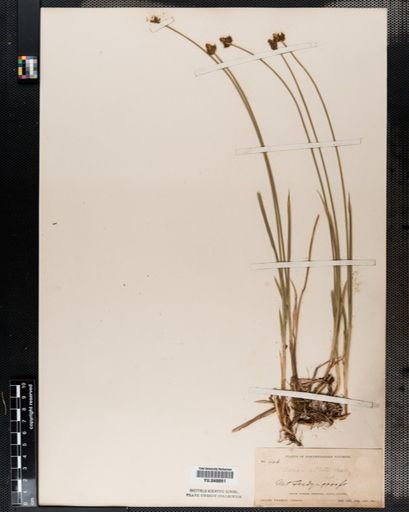 Carex