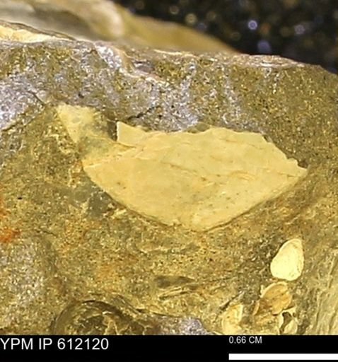 Pseudoptera subtortuosa