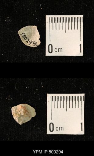 Mesolobus mesolobus decipiens