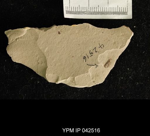 undet. Hexapoda