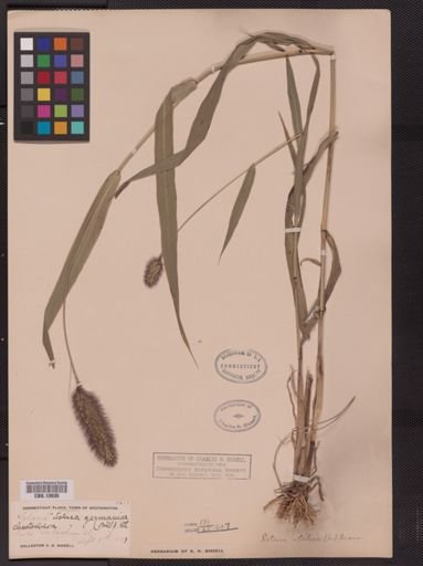 Setaria italica