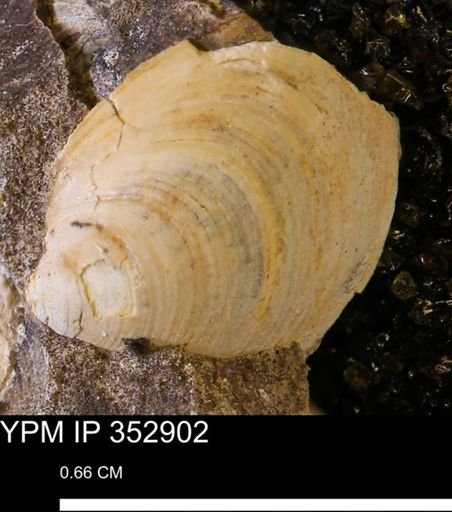 Limopsis striatopunctatus