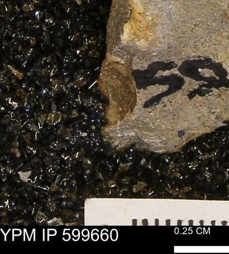 Protocardia subquadrata