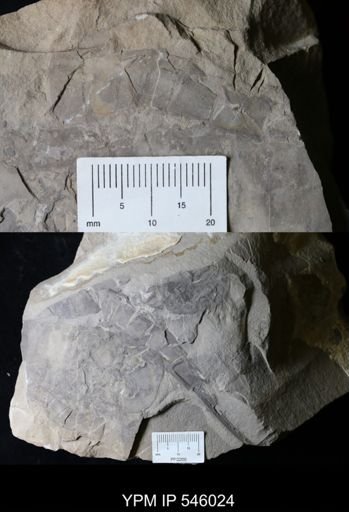 Eurypterus sp.