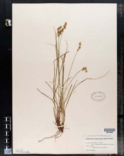 Carex stellulata