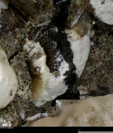 Corbulamella gregaria