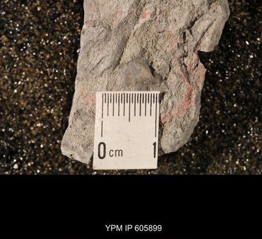 Chonetina verneuiliana