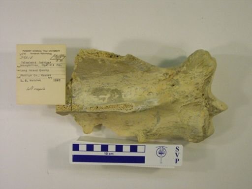Teleoceras fossiger