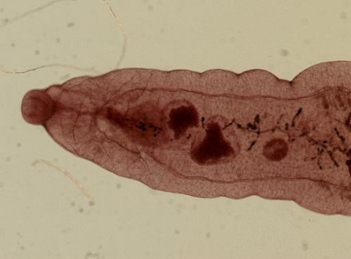Dicrocoelium dendriticum