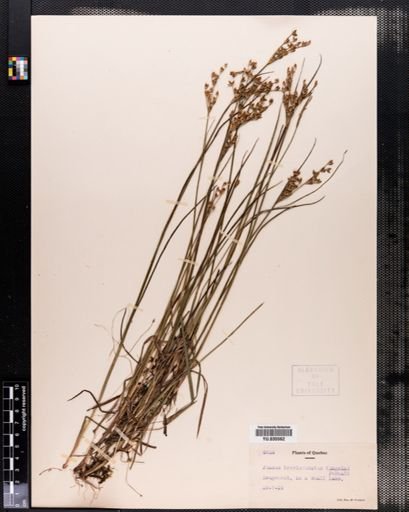 Juncus brevicaudatus