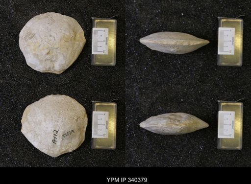Cyprimeria crassa