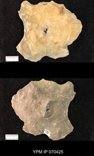 Heliolites nucella