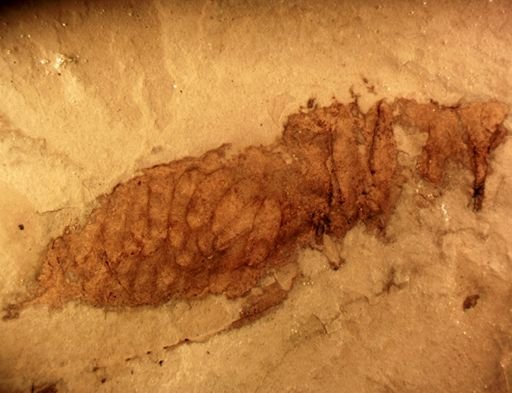 Mecoptera?