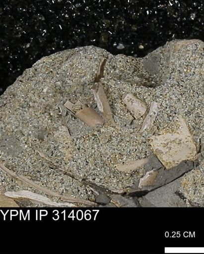 undet. Scaphopoda