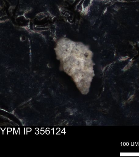 undet. Foraminiferida