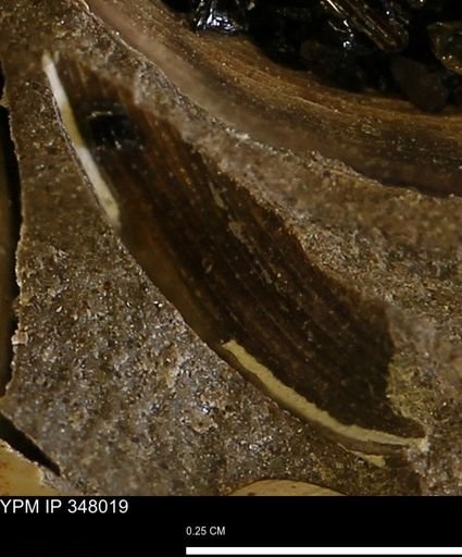Limopsis striatopunctatus