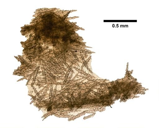 Cornulariella modesta