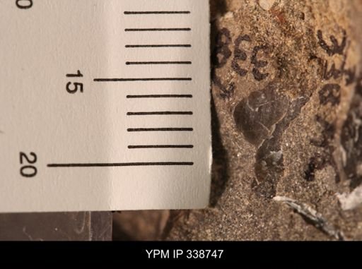 Protocardia subquadrata