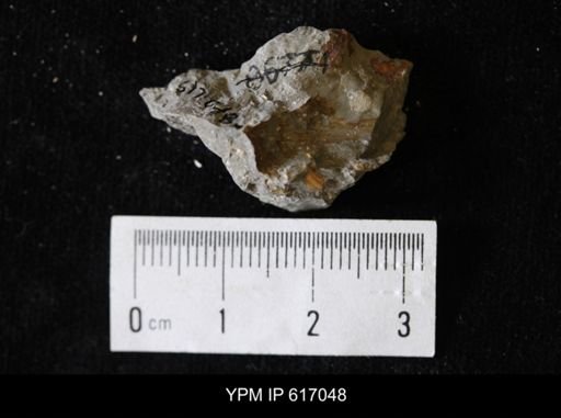 undet. Viviparidae