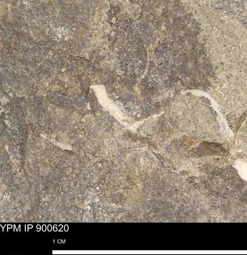 undet. Mollusca