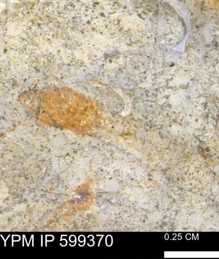 undet. Bivalvia