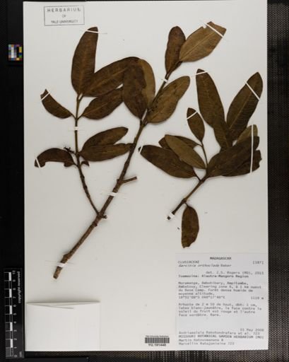 Plantae
