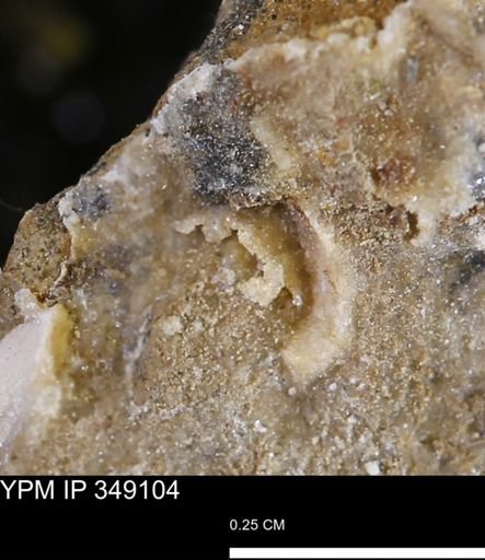 undet. Mollusca