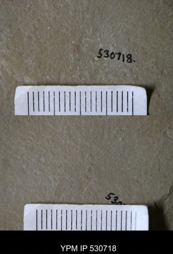 Marrellomorpha