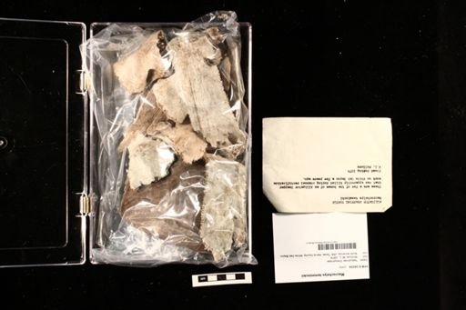 Macrochelys temminckii