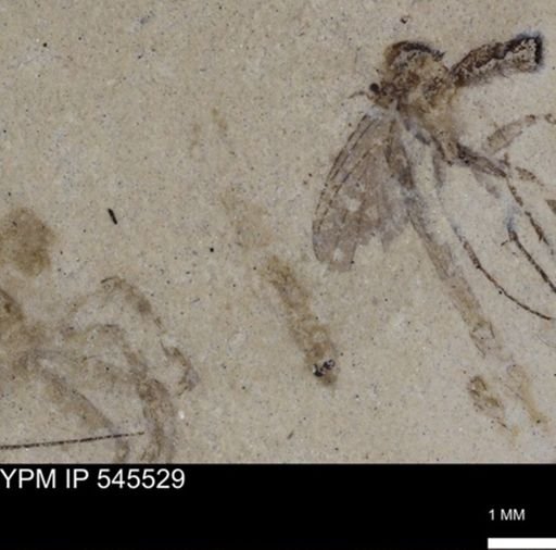 undet. Diptera