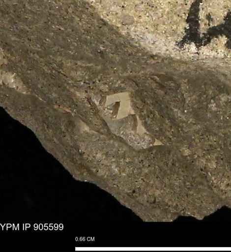 undet. Mollusca