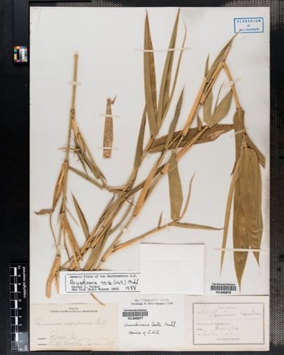 Arundinaria tecta