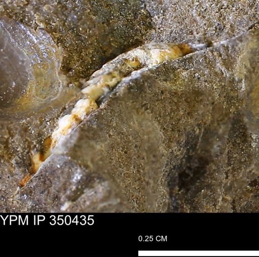 undet. Mollusca
